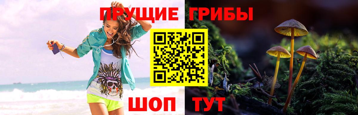 Псилоцибиновые грибы Psilocybine cubensis Коряжма